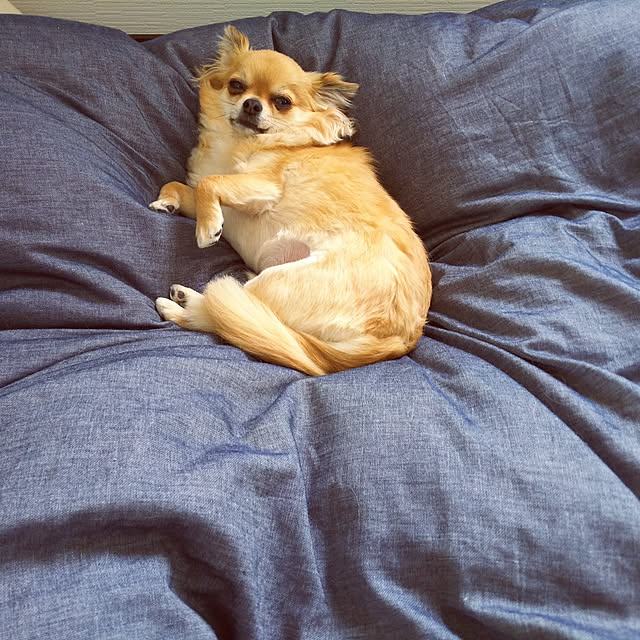 kojikojiさんの実例写真