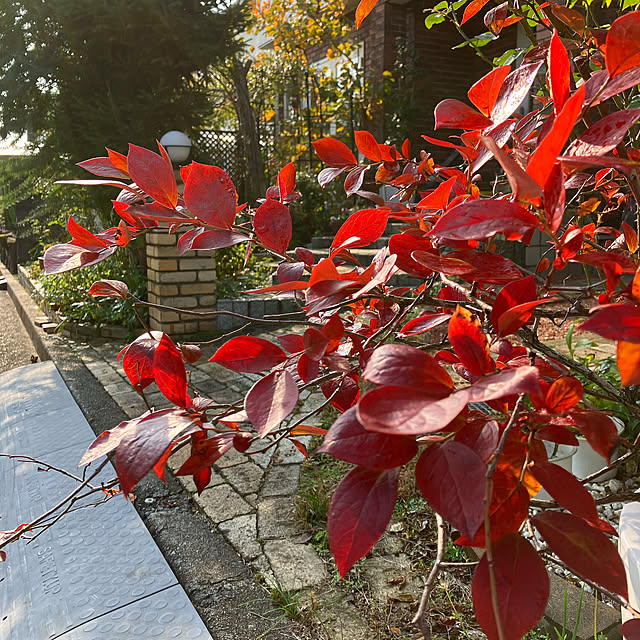 Tupemamaさんの部屋