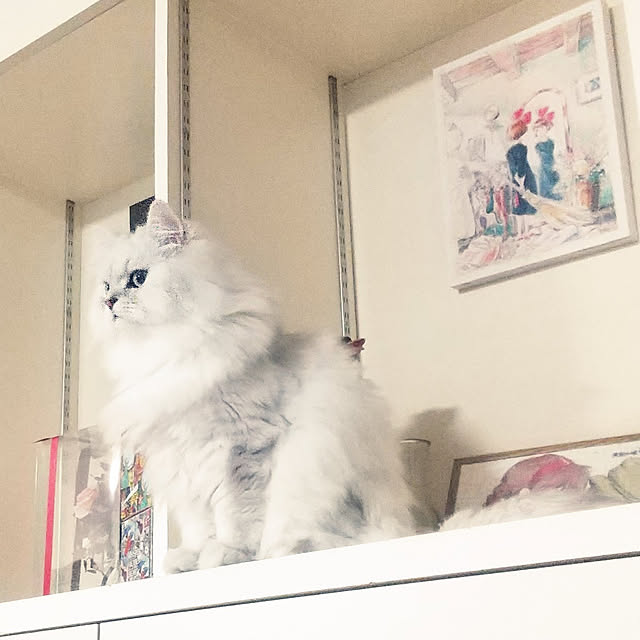 hakutomoroさんの実例写真