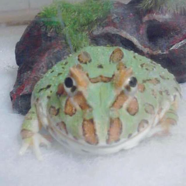 maimaiさんの実例写真