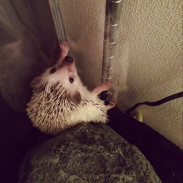 017さんの実例写真