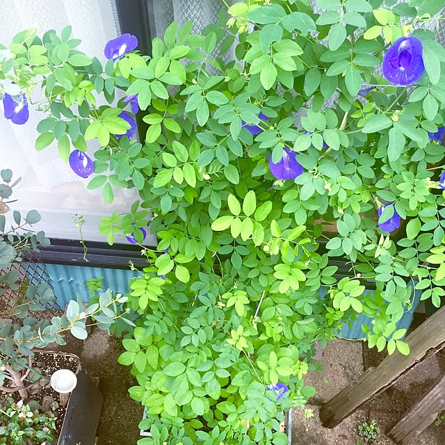 bibianさんの実例写真