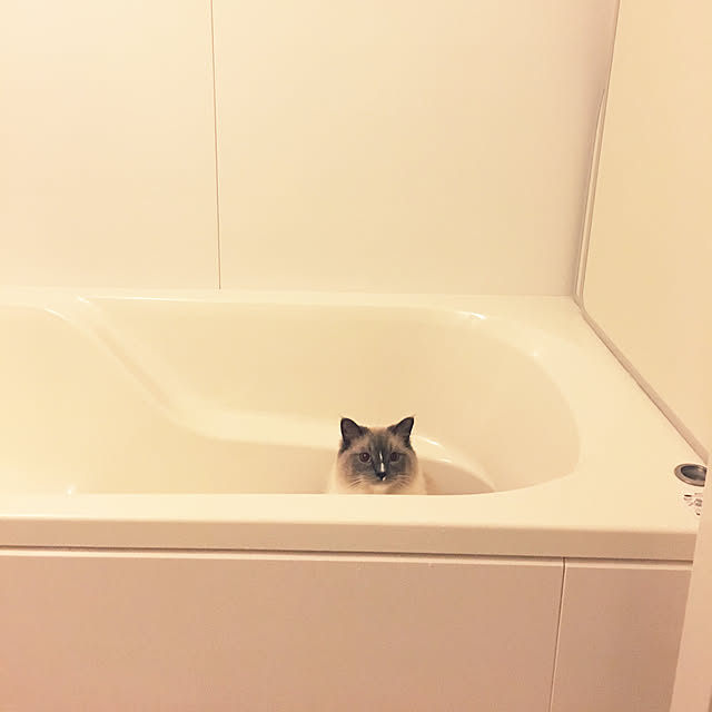 ne-coさんの実例写真