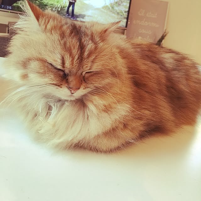 koumeさんの実例写真
