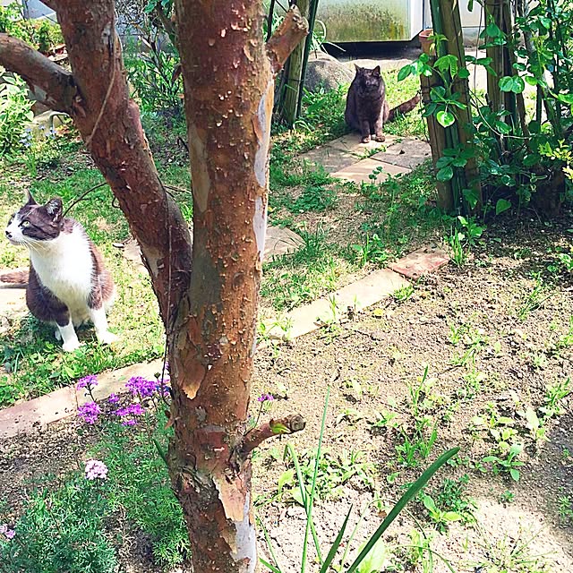 haruさんの実例写真