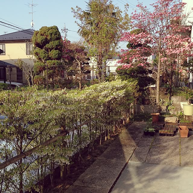 picopico1205さんの実例写真