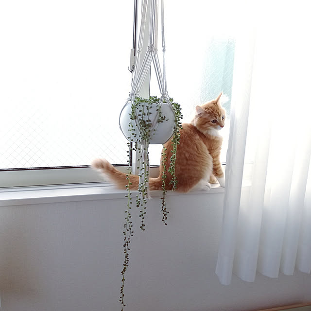 pinokoさんの実例写真