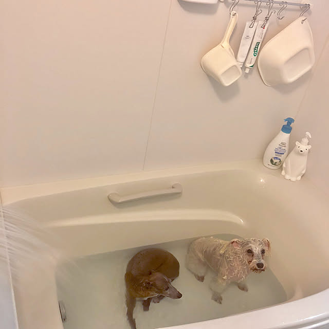 suzyさんの実例写真