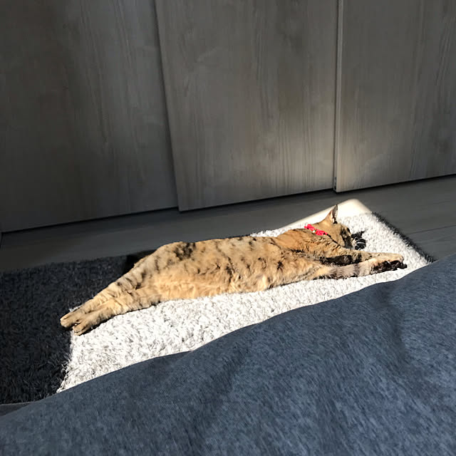 minminさんの実例写真