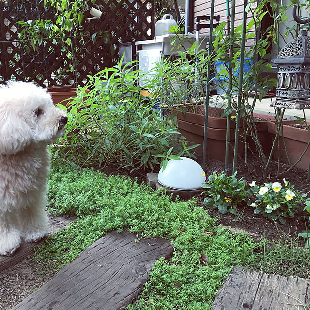 雑貨/観葉植物/庭/多肉植物/ガーデニング...などのインテリア実例 - 2022-09-20 22:52:08