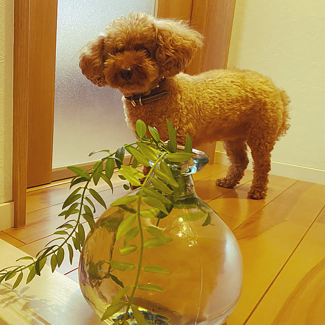 nicoさんの実例写真