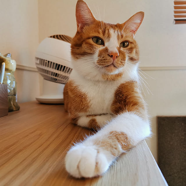 sariさんの実例写真