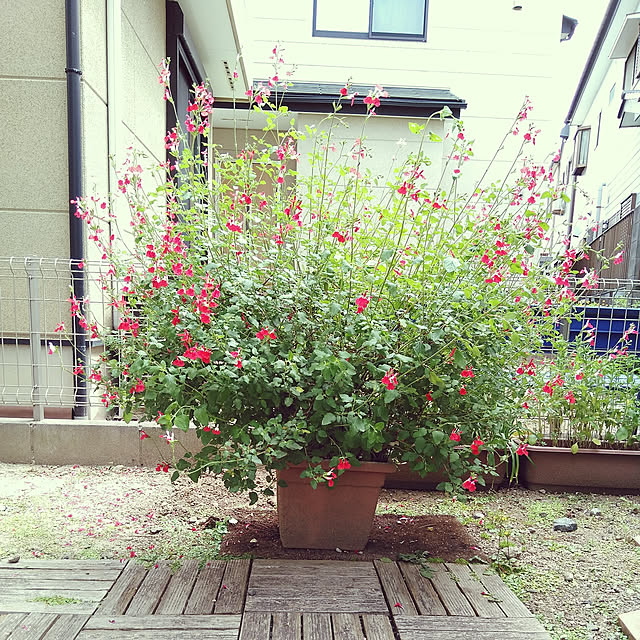 mintさんの実例写真
