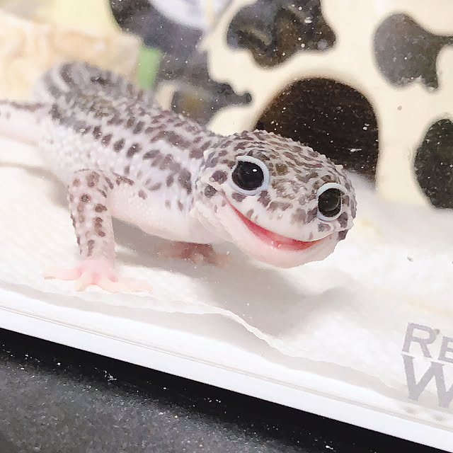 yanさんの実例写真