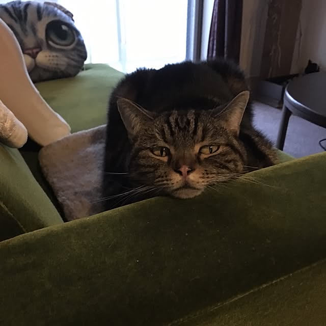 mikomaruさんの実例写真