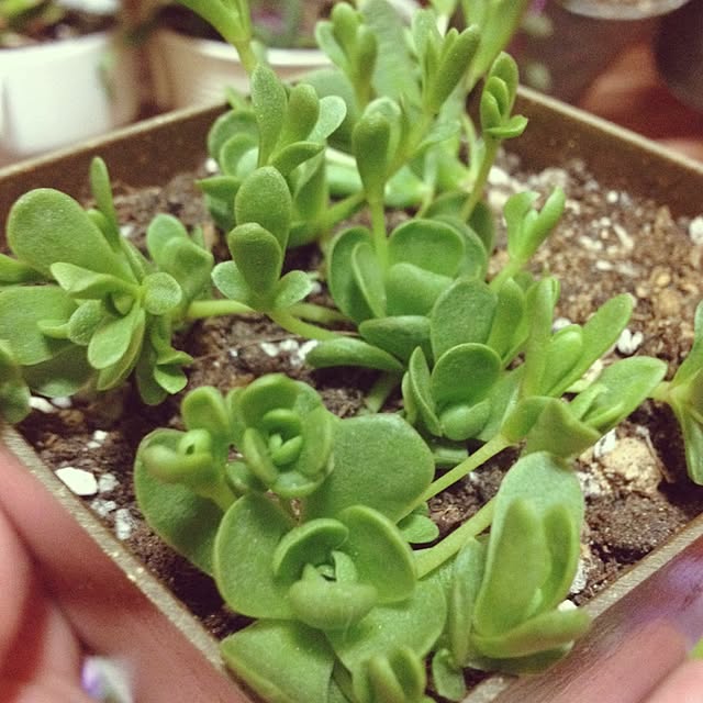 CHIROさんの実例写真