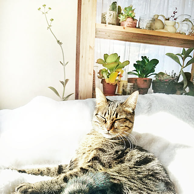 weさんの実例写真