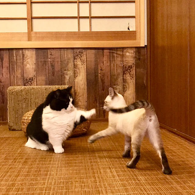 butachanさんの実例写真