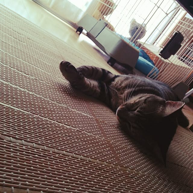 peroさんの実例写真
