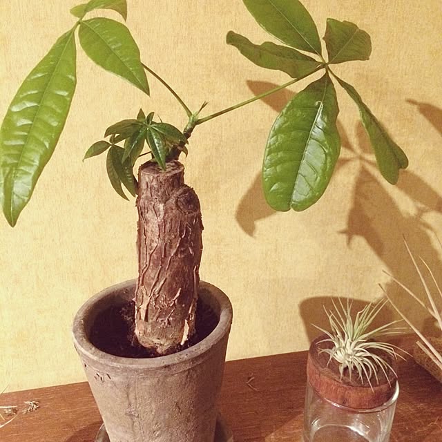 Teaさんの実例写真