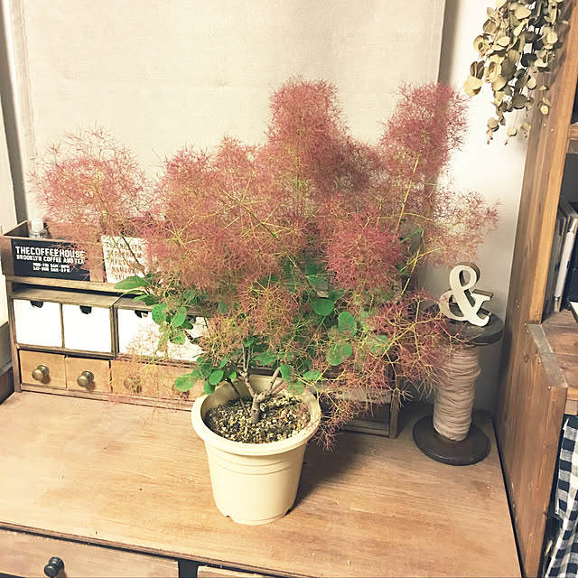 akko1205さんの実例写真