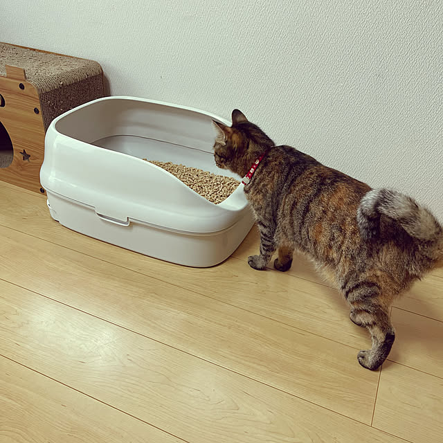 chiiさんの部屋