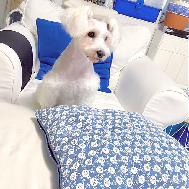 suzyさんの実例写真