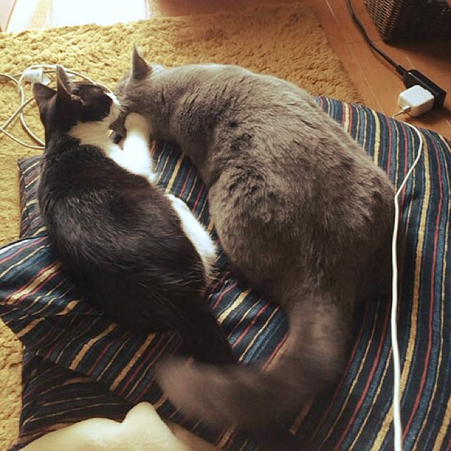 実例写真