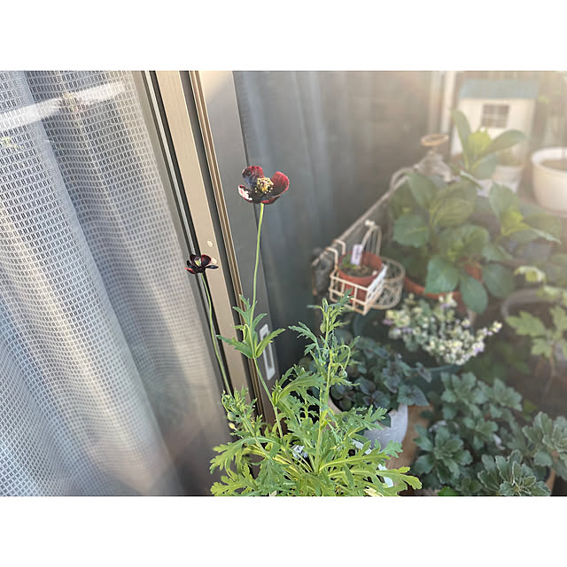 meguko.ryanさんの実例写真