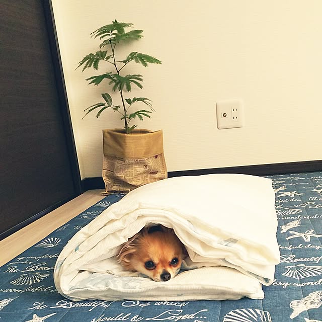 kojikojiさんの実例写真