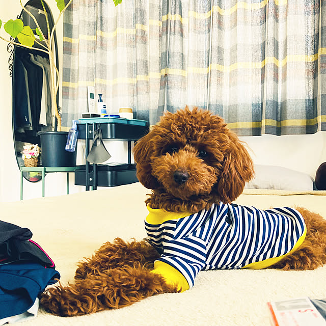Royさんの部屋