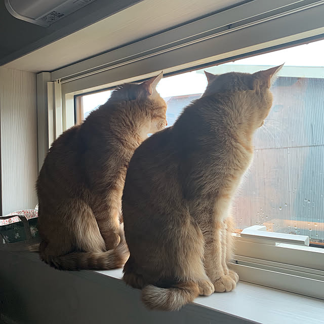 mikeume7さんの実例写真