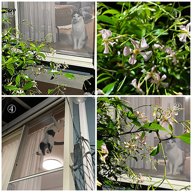 nobikoさんの実例写真