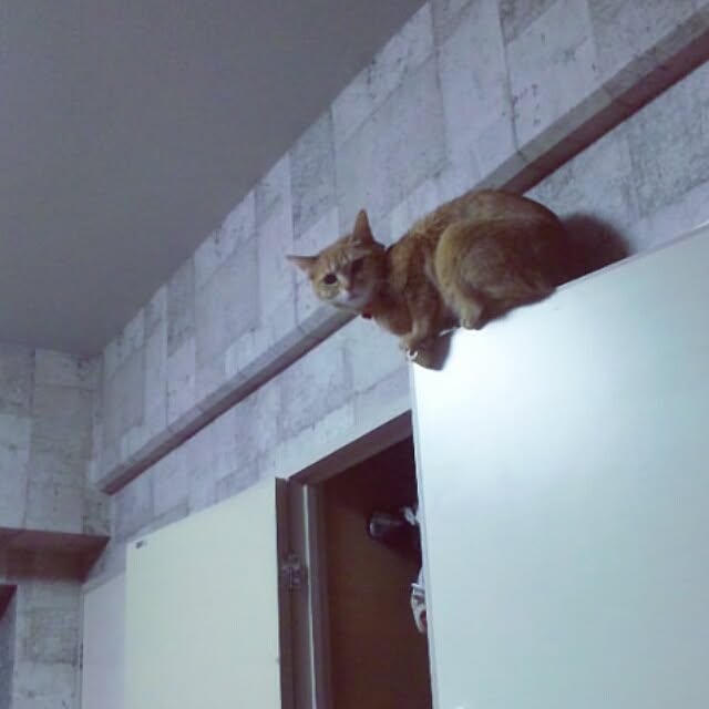 fu-ka24さんの実例写真