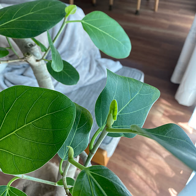 saepiiさんの実例写真