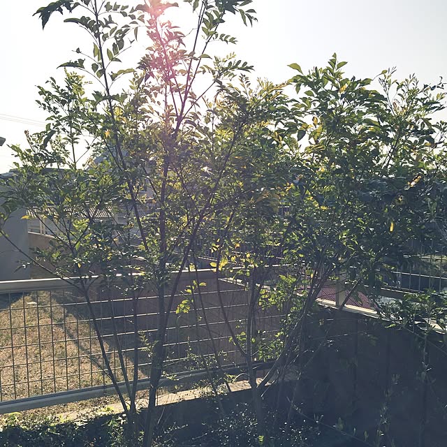 nakacham.chamさんの実例写真