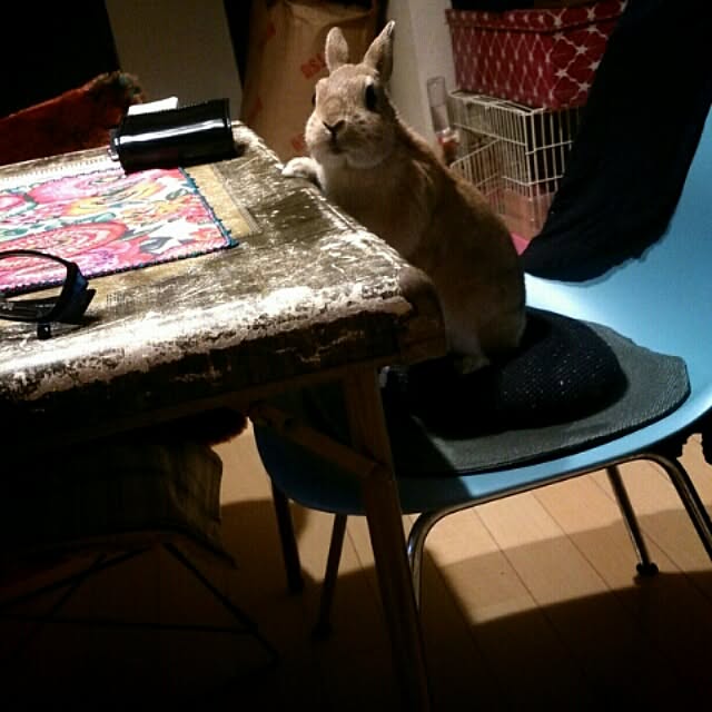 acaさんの実例写真