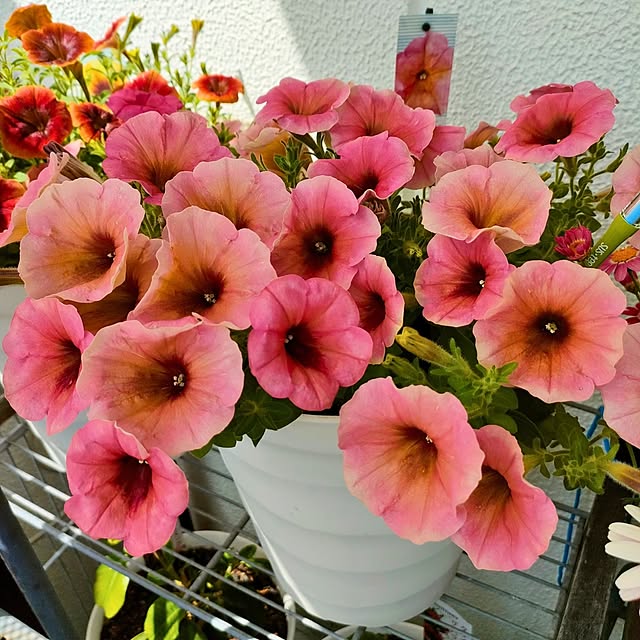 VERANDARJUNさんの実例写真