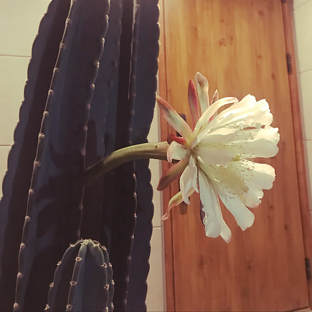 観葉植物/ナチュラル/玄関/入り口のインテリア実例 - 2020-09-29 01:51:31