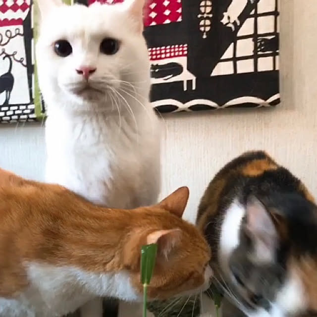 nyanko-beamさんの実例写真
