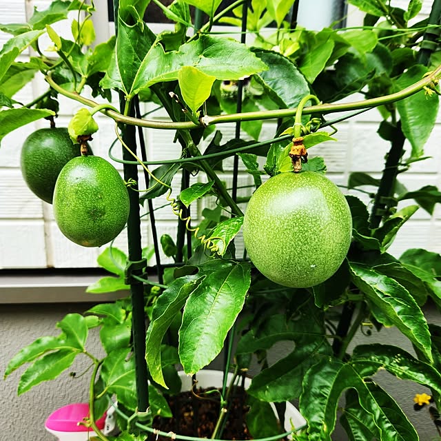 yuzu-chanさんの部屋