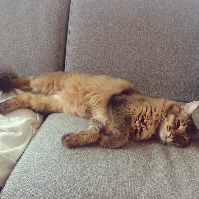 Yumiさんの実例写真