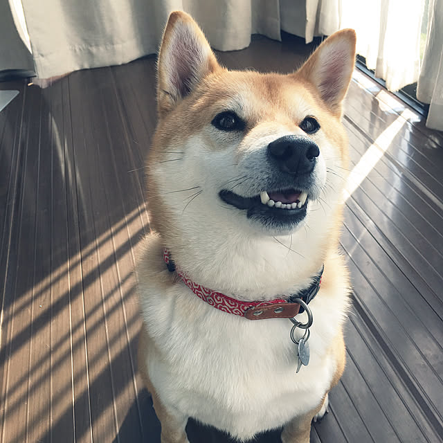 ronmaruさんの実例写真