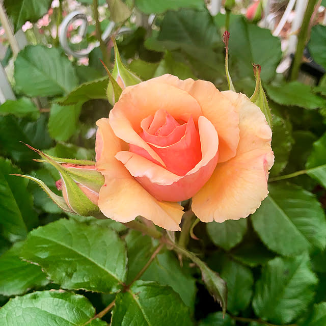 tomoさんの実例写真