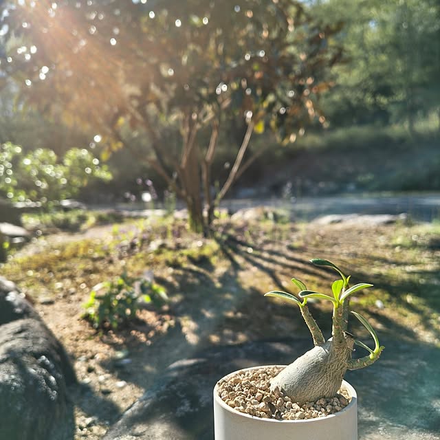 Rubiconさんの実例写真