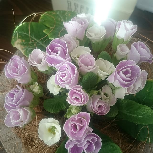 whitebirdさんの実例写真