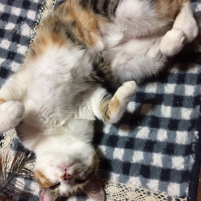 vivienne.coco-keiさんの実例写真