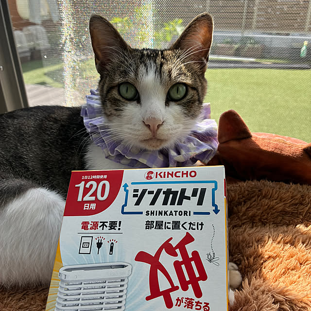 mikenekoさんの実例写真