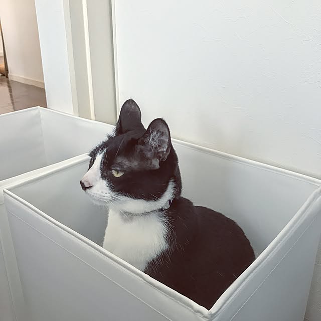 hiyo.pietさんの実例写真