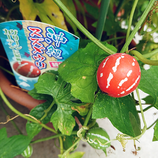 s_h_yさんの実例写真
